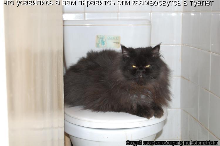 Котоматрица: чго усавились а вам пнравитсь ели квам                ворвутсь в туалет