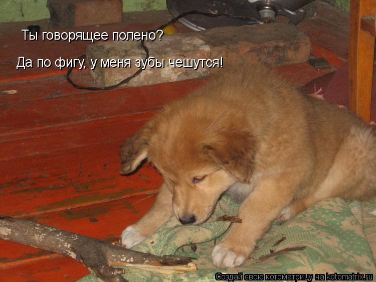 Ты говорящее полено? Да по фигу, у меня зубы чешутся!... Котоматрица: Ты говорящее полено? Да по фигу, у меня зубы чешутся!