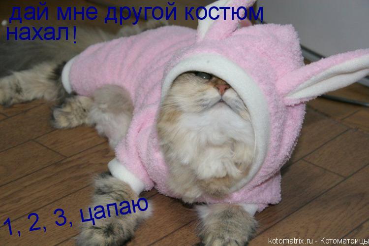 дай мне другой костюм нахал , ! 1, 2, 3, цапаю... Котоматрица: дай мне другой костюм нахал , ! 1, 2, 3, цапаю
