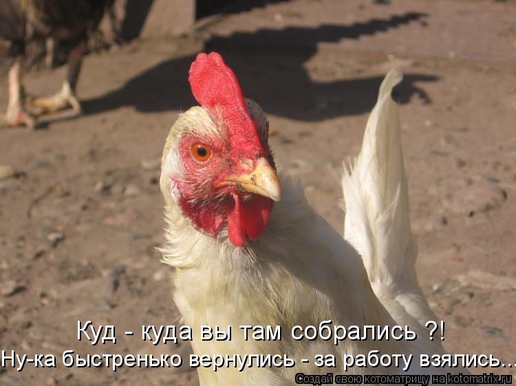 Котоматрица: Куд - куда вы там собрались ?! Ну-ка быстренько вернулись - за работу взялись...
