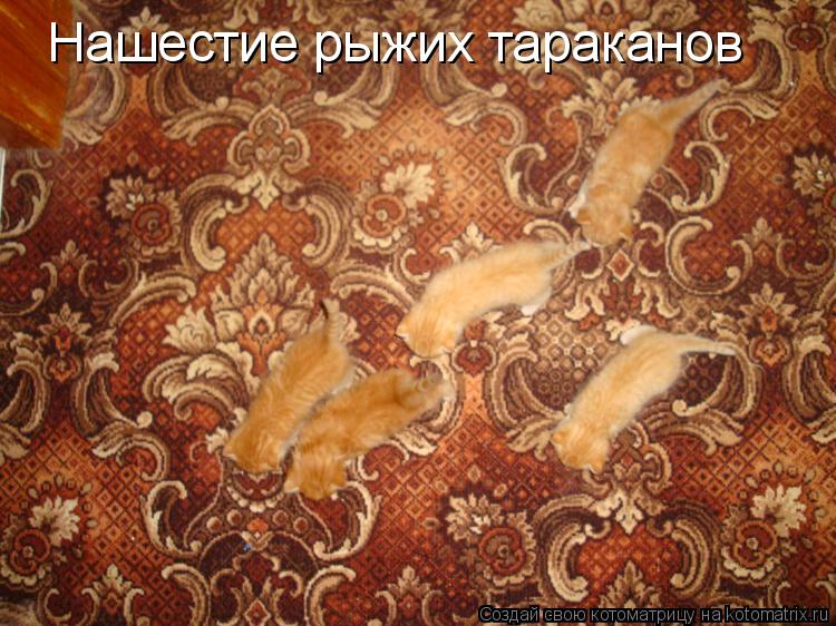 Нашестие рыжих тараканов... Котоматрица: Нашестие рыжих тараканов