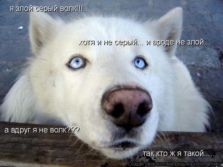 Котоматрица: я злой серый волк!!!  хотя и не серый... и вроде не злой...  а вдруг я не волк??? так кто ж я такой.....