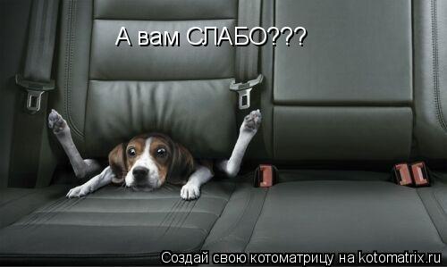 А вам СЛАБО???... Котоматрица: А вам СЛАБО???