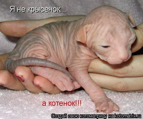 Я не крысенок... а котенок!!!... Котоматрица: Я не крысенок... а котенок!!!