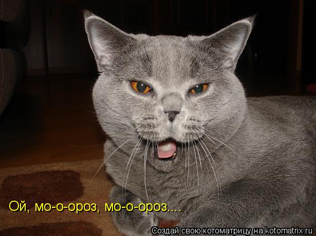 Котоматрица: Ой, мо-о-ороз, мо-о-ороз....