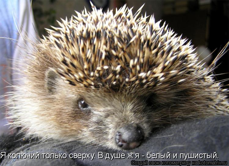 Я колючий только сверху. В душе ж я - белый и пушистый.... Котоматрица: Я колючий только сверху. В душе ж я - белый и пушистый.