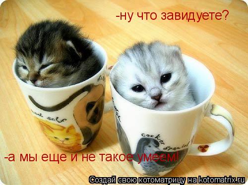 -ну что завидуете? -а мы еще и не такое умеем!... Котоматрица: -ну что завидуете? -а мы еще и не такое умеем!