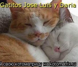 Gatitos Jose Luis y Daria... Котоматрица: Gatitos Jose Luis y Daria