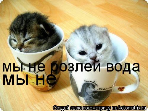 мы не мы не розлей вода... Котоматрица: мы не мы не розлей вода