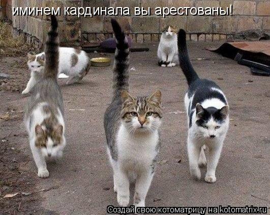 Котоматрица: иминем кардинала вы арестованы!
