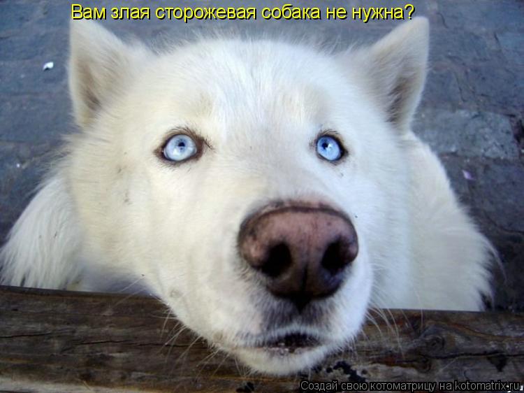Котоматрица: Вам злая сторожевая собака не нужна?