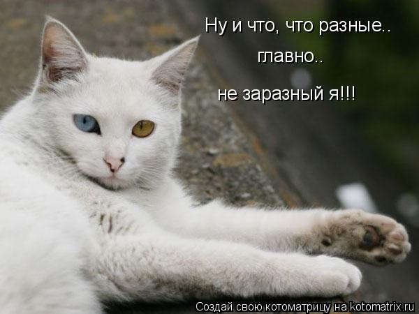 Ну и что, что разные.. главно.. не заразный я!!!... Котоматрица: Ну и что, что разные.. главно.. не заразный я!!!