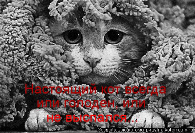 Hастоящий кот всегда или голоден, или не выспался...... Котоматрица: Hастоящий кот всегда или голоден, или не выспался...