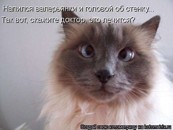 Напился валерьянки и головой об стенку... Так вот, скажите доктор, это лечится?... Котоматрица: Напился валерьянки и головой об стенку... Так вот, скажите доктор, это лечится?