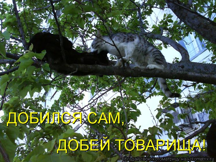 Котоматрица: ДОБИЛСЯ САМ, ДОБЕЙ ТОВАРИЩА!