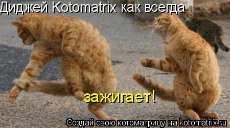 Котоматрица: Диджей Kotomatrix как всегда зажигает!