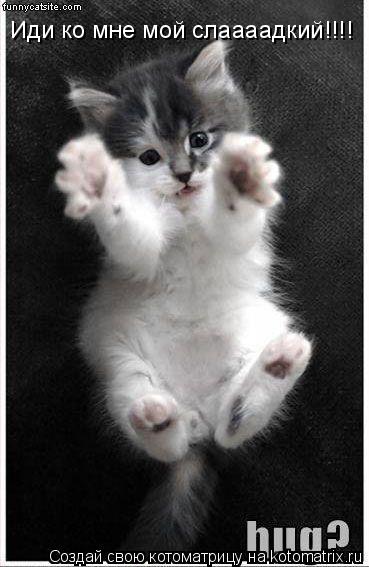Котоматрица: Иди ко мне мой слаааадкий!!!!