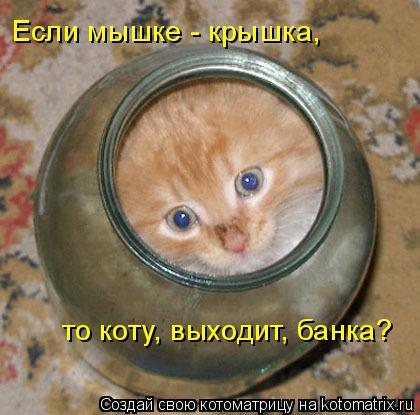 Котоматрица: Если мышке - крышка, то коту, выходит, банка?