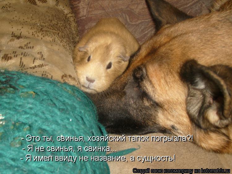 - Это ты, свинья, хозяйский тапок погрызла?! - Я не свинья, я свинка... - Я имел ввиду не название, а... Котоматрица: - Это ты, свинья, хозяйский тапок погрызла?! - Я не свинья, я свинка... - Я имел ввиду не название, а сущность!