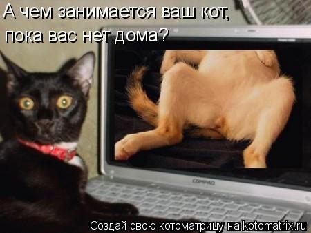 Котоматрица: пока вас нет дома? А чем занимается ваш кот,
