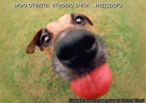 Котоматрица: мою стёкла, втираю очки... недорого