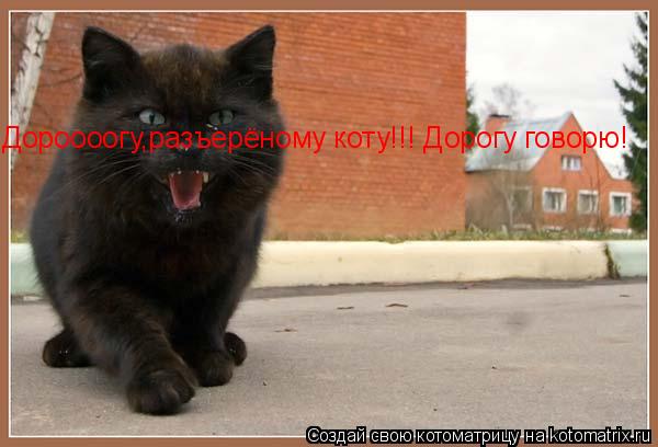 Котоматрица: Дороооогу,разъерёному коту!!! Дорогу говорю!