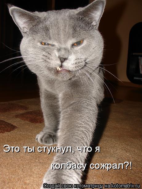 Котоматрица: Это ты стукнул, что я колбасу сожрал?!