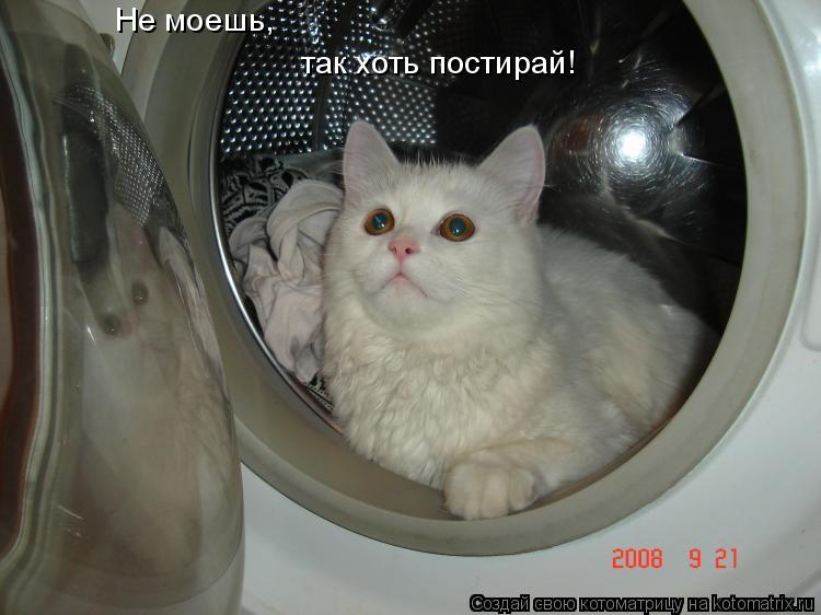 Не моешь, так хоть постирай!... Котоматрица: Не моешь, так хоть постирай!