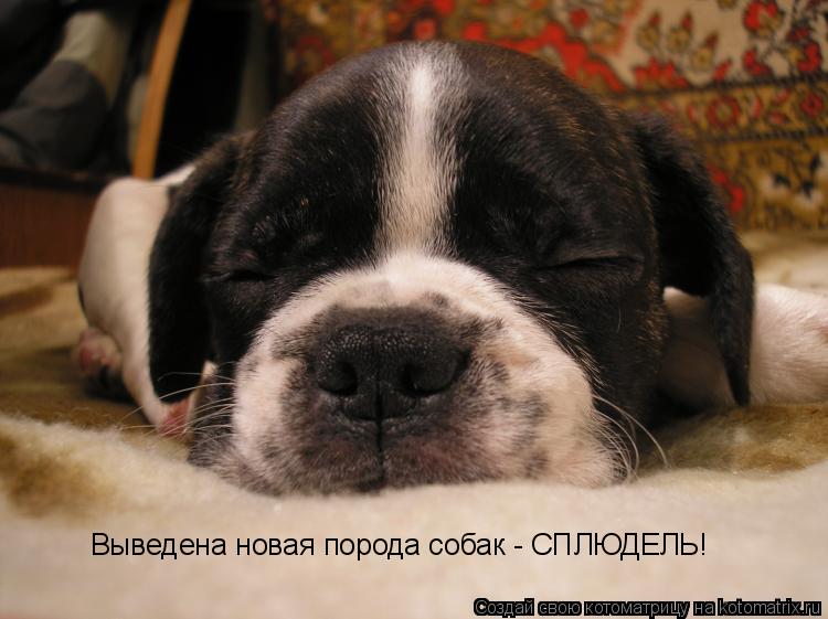 Выведена новая порода собак - СПЛЮДЕЛЬ!... Котоматрица: Выведена новая порода собак - СПЛЮДЕЛЬ!