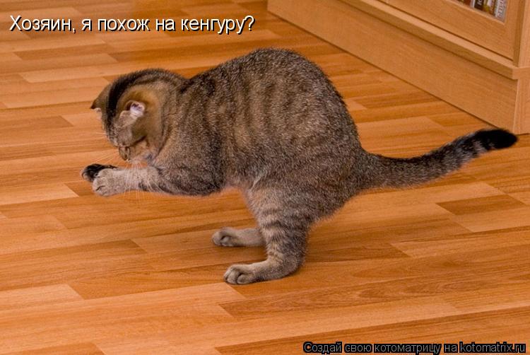 Хозяин, я похож на кенгуру?... Котоматрица: Хозяин, я похож на кенгуру?