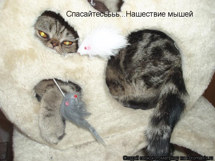 Спасайтесьььь...Нашествие мышей... Котоматрица: Спасайтесьььь...Нашествие мышей