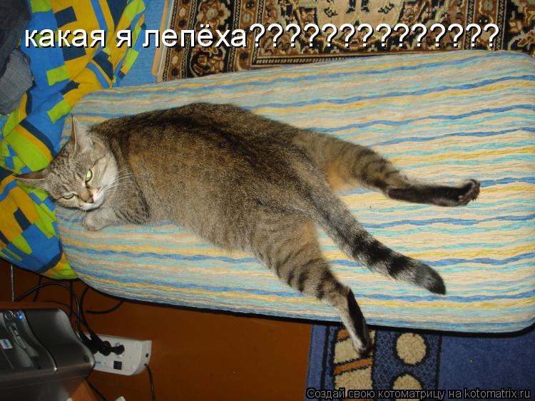 Котоматрица: какая я лепёха??????????????
