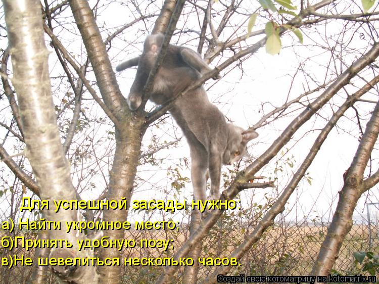 в)Не шевелиться несколько часов. б)Принять удобную позу; а) Найти укромное место; Для успешной засады... Котоматрица: в)Не шевелиться несколько часов. б)Принять удобную позу; а) Найти укромное место; Для успешной засады нужно: