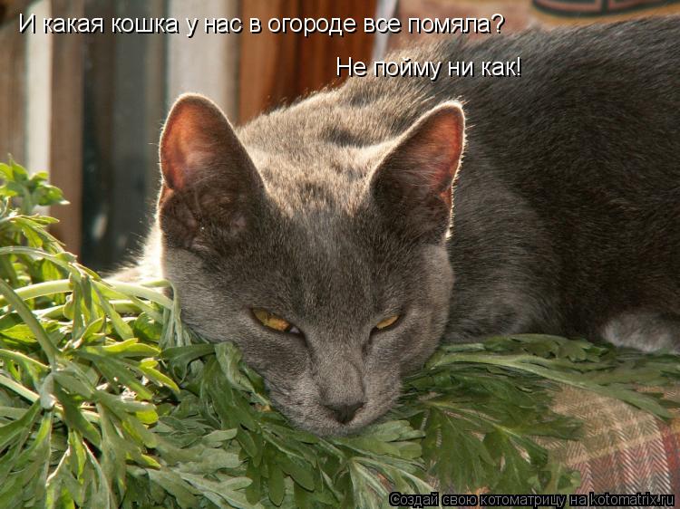 И какая кошка у нас в огороде все помяла? Не пойму ни как!... Котоматрица: И какая кошка у нас в огороде все помяла? Не пойму ни как!