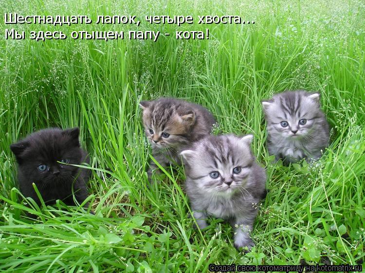 Шестнадцать лапок, четыре хвоста... Мы здесь отыщем папу - кота!... Котоматрица: Шестнадцать лапок, четыре хвоста... Мы здесь отыщем папу - кота!