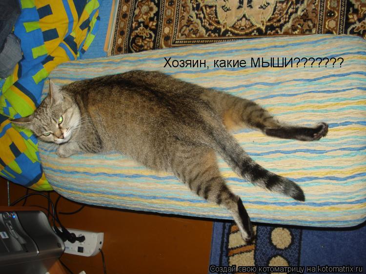 Хозяин, какие МЫШИ???????... Котоматрица: Хозяин, какие МЫШИ???????