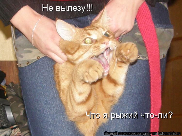 Не вылезу!!! Что я рыжий что-ли?... Котоматрица: Не вылезу!!! Что я рыжий что-ли?