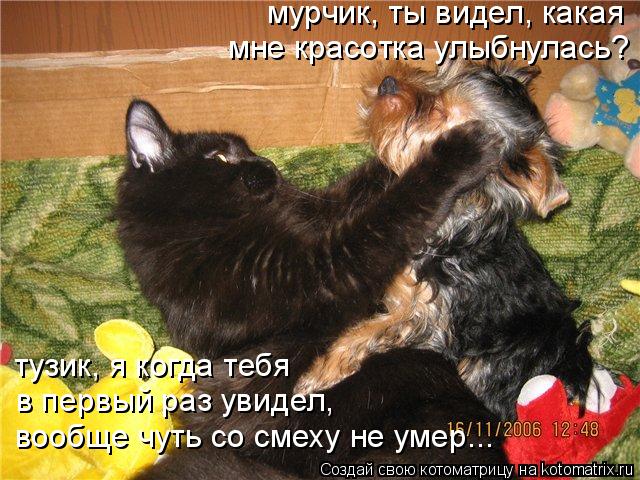 мурчик, ты видел, какая тузик, я когда тебя в первый раз увидел, вообще чуть со смеху не умер... мн... Котоматрица: мурчик, ты видел, какая тузик, я когда тебя в первый раз увидел, вообще чуть со смеху не умер... мне красотка улыбнулась?