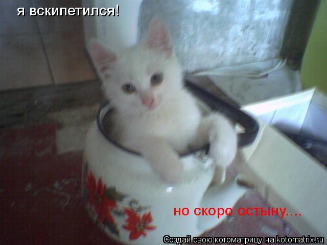 я вскипетился! но скоро остыну....... Котоматрица: я вскипетился! но скоро остыну....