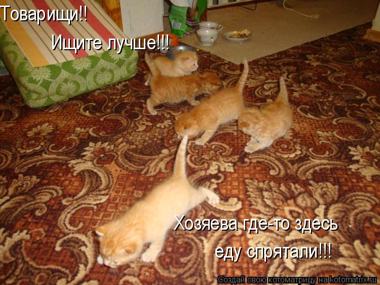 Товарищи!! Ищите лучше!!! Хозяева где-то здесь еду спрятали!!!... Котоматрица: Товарищи!! Ищите лучше!!! Хозяева где-то здесь еду спрятали!!!