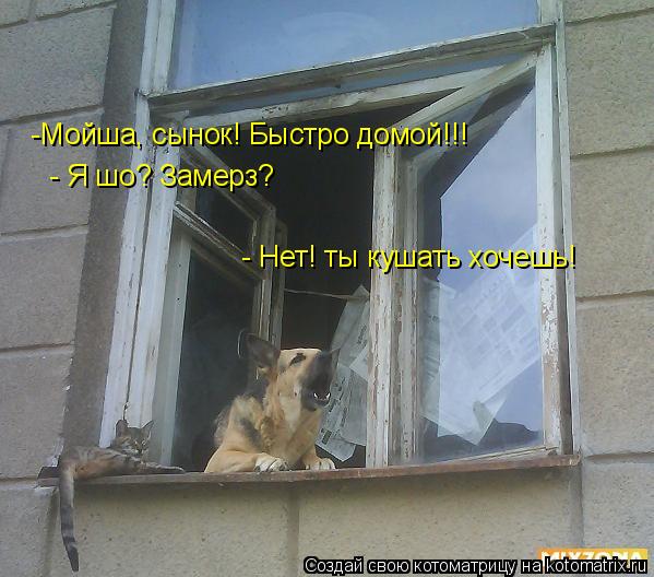 -Мойша, сынок! Быстро домой!!! - Я шо? Замерз? - Нет! ты кушать хочешь!... Котоматрица: -Мойша, сынок! Быстро домой!!! - Я шо? Замерз? - Нет! ты кушать хочешь!