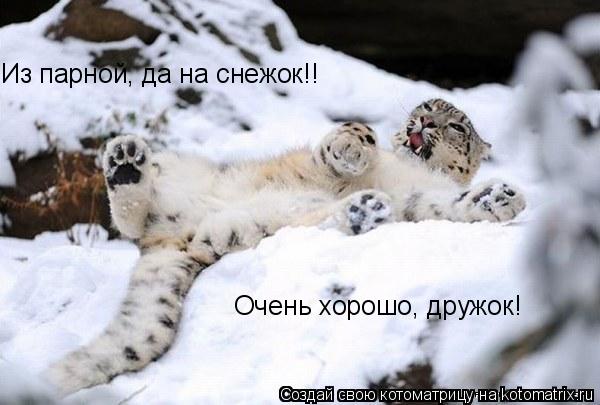 Из парной, да на снежок!! Очень хорошо, дружок!... Котоматрица: Из парной, да на снежок!! Очень хорошо, дружок!