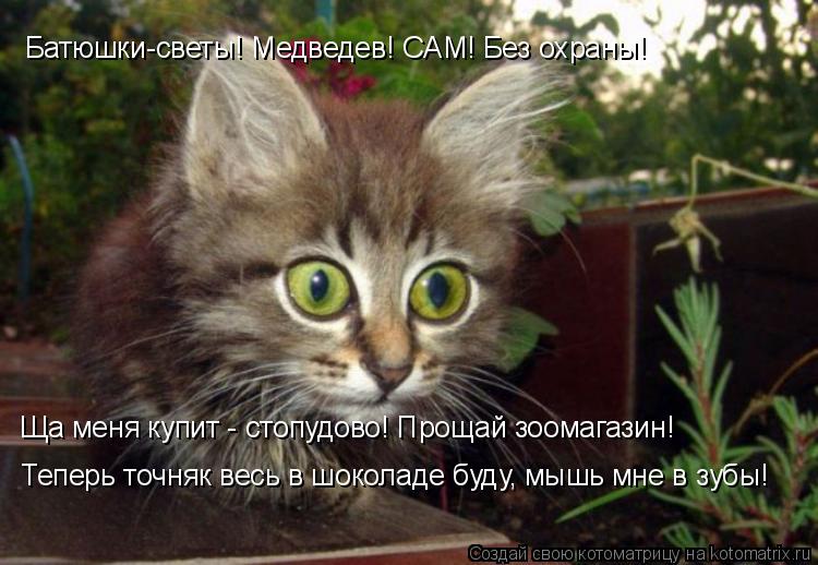 Батюшки-светы! Медведев! САМ! Без охраны! Ща меня купит - стопудово! Прощай зоомагазин! Теперь точня... Котоматрица: Батюшки-светы! Медведев! САМ! Без охраны! Ща меня купит - стопудово! Прощай зоомагазин! Теперь точняк весь в шоколаде буду, мышь мне в зубы!