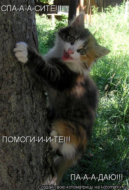 Котоматрица: СПА-А-А-СИТЕ!!! ПОМОГИ-И-И-ТЕ!!! ПА-А-А-ДАЮ!!!