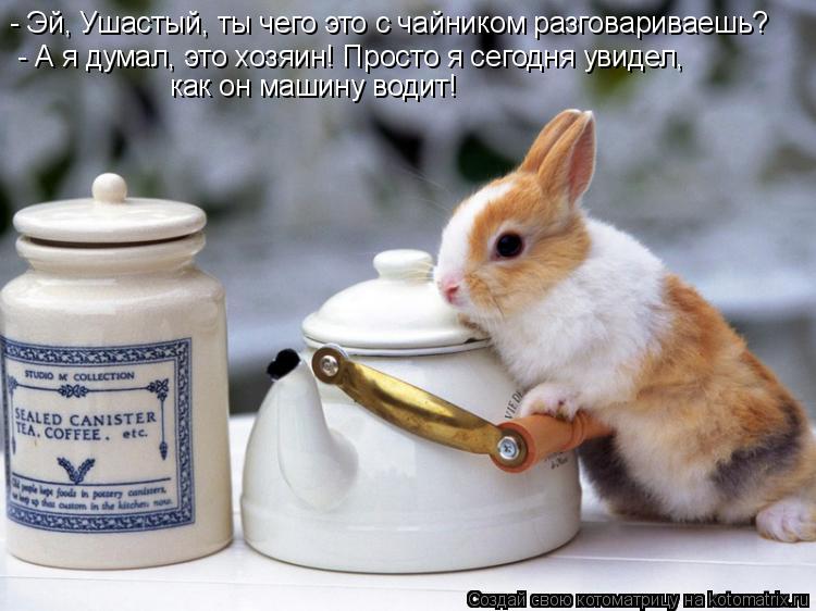 - Эй, Ушастый, ты чего это с чайником разговариваешь? - А я думал, это хозяин! Просто я сегодня увиде... Котоматрица: - Эй, Ушастый, ты чего это с чайником разговариваешь? - А я думал, это хозяин! Просто я сегодня увидел, как он машину водит!
