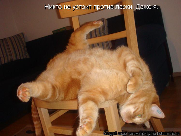 Котоматрица: Никто не устоит против ласки. Даже я.