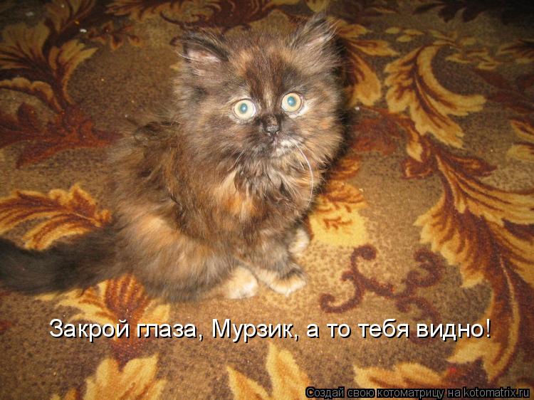 Закрой глаза, Мурзик, а то тебя видно!... Котоматрица: Закрой глаза, Мурзик, а то тебя видно!