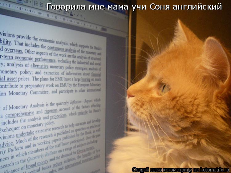 Говорила мне мама учи Соня английский... Котоматрица: Говорила мне мама учи Соня английский
