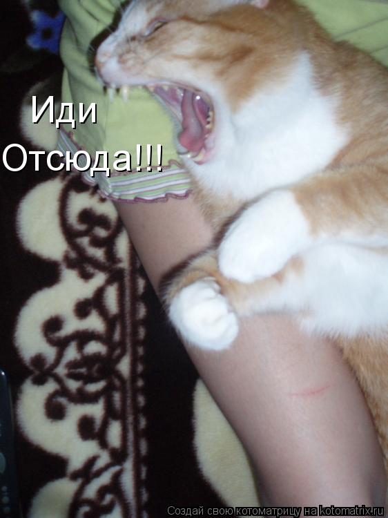 Иди Отсюда!!!... Котоматрица: Иди Отсюда!!!