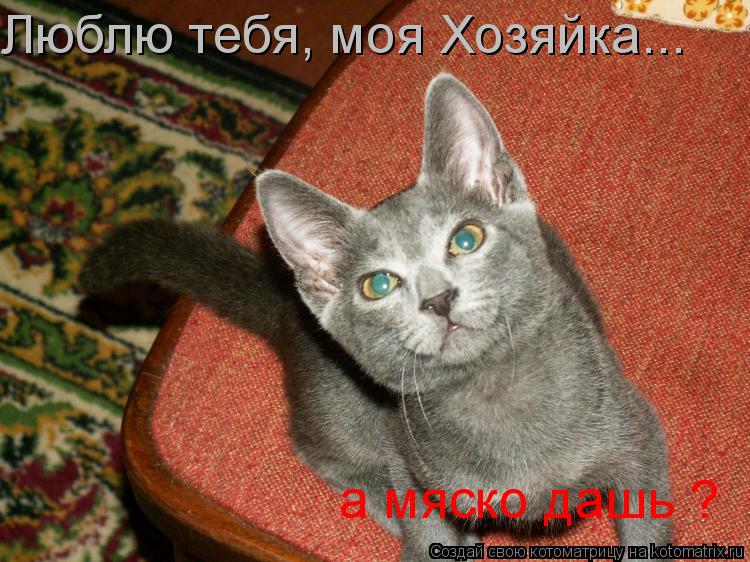 Люблю тебя, моя Хозяйка... а мяско дашь ?... Котоматрица: Люблю тебя, моя Хозяйка... а мяско дашь ?